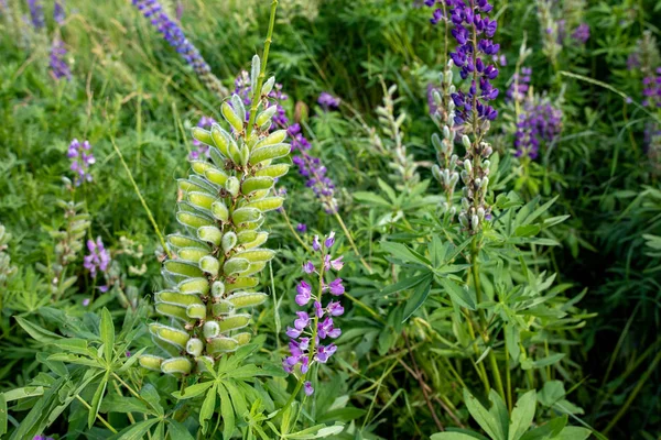 Çayırda yetişen renkli lupine çiçekleri. Mavi çiçek görünümü — Stok fotoğraf