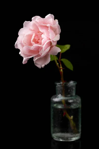 Beautiful rose in a glass vase. Beautiful flower from home garde — Stock Photo, Image