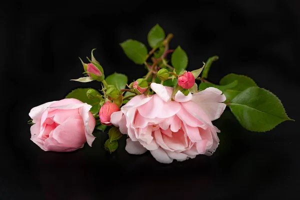 一朵美丽的玫瑰，花瓣上滴着水。花从 — 图库照片