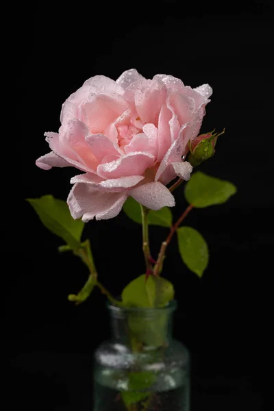 Bella rosa in un vaso di vetro. Bellissimo fiore da casa garde — Foto Stock