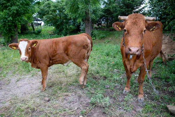 Коричневі корови біля фермерських будівель. Фермерські тварини в пасовищі . — стокове фото