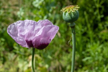 Haşhaş bir ev bahçesinde büyüyor. Backgroun karşı Haşhaş kafası