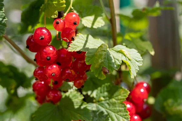Redcurrant fruit on a bush in a home garden. Fruit bush in the g — Stock Photo, Image