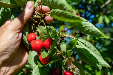 Lezzetli tezahüratlar tam güneşte olgunlaşır. Th ayrılmadan önce Meyveler