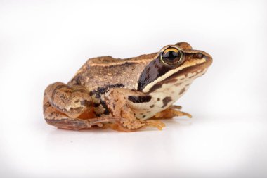 Fotoğraf stüdyosunda beyaz bir masanın üzerinde küçük bir kurbağa. Küçük bir amfibi
