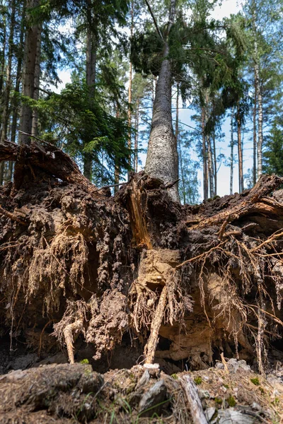 La radice di un albero sradicato dal vento. Il pino è rovesciato — Foto Stock