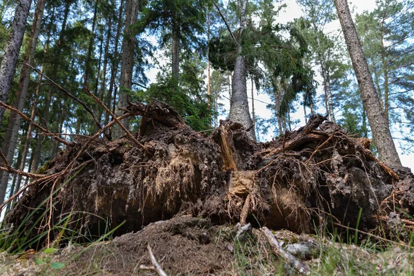 Rüzgar tarafından sökülen bir ağacın kökü. Çam devrildi. — Stok fotoğraf