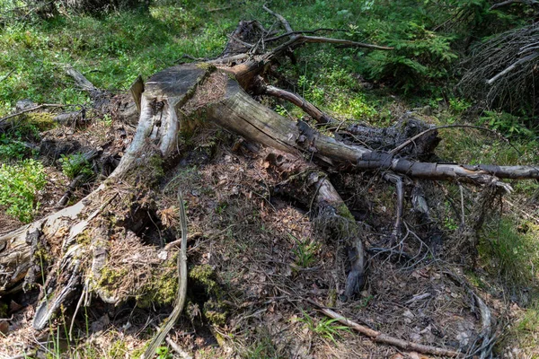 Oude coniferen van naaldbomen in het bos. Oud rotte hout in het bos. — Stockfoto