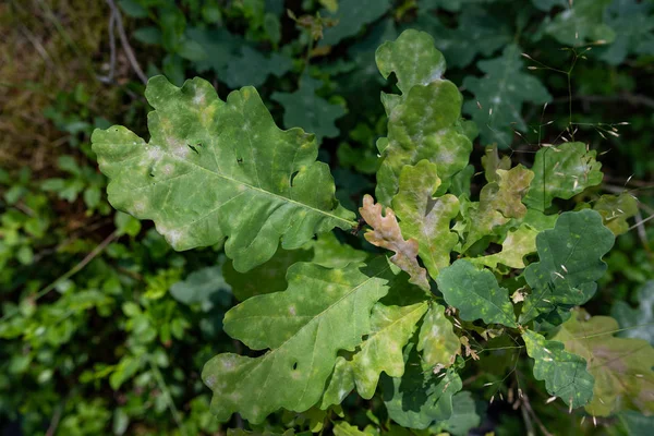White spots on the leaves of the oak tree. A disease manifested — Stock Image White spots on the leaves of the oak tree. A disease manifested Stock Picture