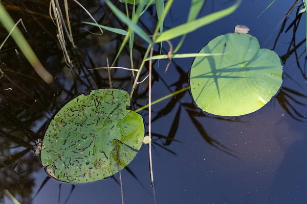 Vodní lilie na břehu malého jezera. Vodní Flóra v centrálním — Stock fotografie