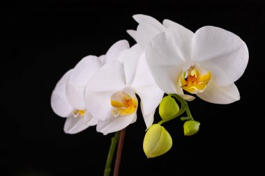 Beyaz orkide çiçekleri. Hom yetiştirilen güzel çiçekli bir çiçek