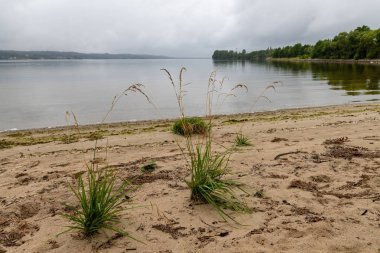 Kartoszyno, Pomeranian Voivodeship/Polonya-23 Temmuz 2019: mis