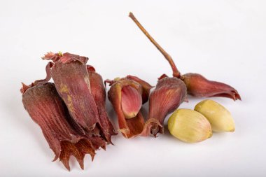 Beyaz mutfak masasında taze olgunlaşmamış fındık. Meyve ve leav