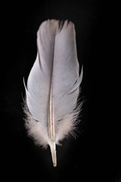 Brillante pluma de pájaro con una delicada siesta. Paloma de plumaje blanco —  Fotos de Stock