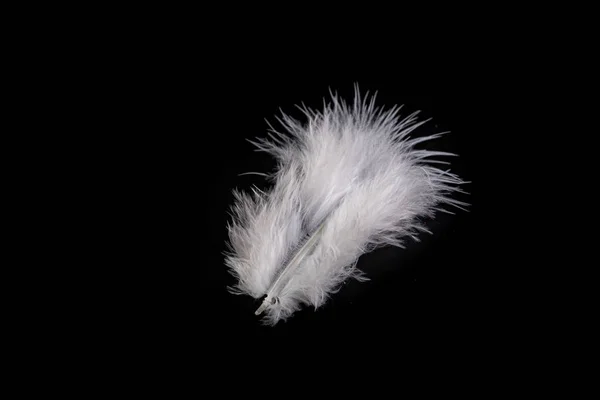 Helle Feder eines Vogels mit einem zarten Schläfchen. Weißes Federschwein — Stockfoto
