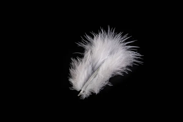 Brillante pluma de pájaro con una delicada siesta. Paloma de plumaje blanco —  Fotos de Stock