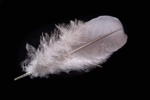 Brillante pluma de pájaro con una delicada siesta. Paloma de plumaje blanco —  Fotos de Stock