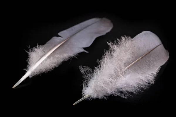 Brillante pluma de pájaro con una delicada siesta. Paloma de plumaje blanco —  Fotos de Stock