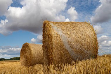 Saman yuvarlak sheaves içine bastırdı. Balyalarda biçtikten sonra saman