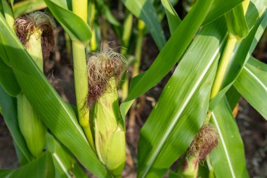 Orta Avrupa'da mısır tarlası. Kuraklık tarafından tahrip edilen bitkiler.