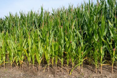 Orta Avrupa'da mısır tarlası. Kuraklık tarafından tahrip edilen bitkiler.