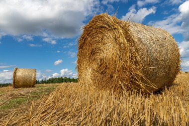 Saman yuvarlak sheaves içine bastırdı. Balyalarda biçtikten sonra saman