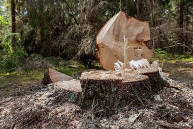 Orta Avrupa'da ormansızlaşma. Için ladin ağacı nı kes