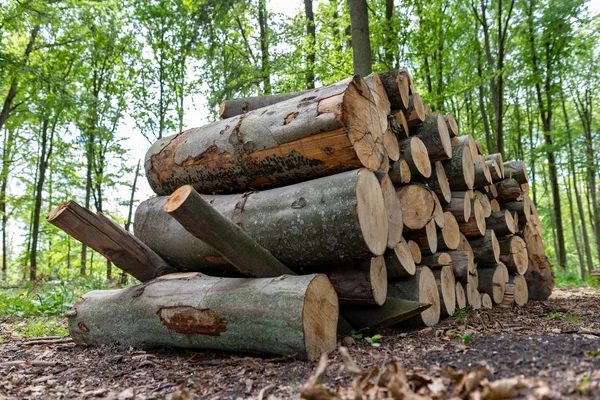 Orman yolunun yanında bir odun yığını. Ahşap t ihracat için hazırlanan