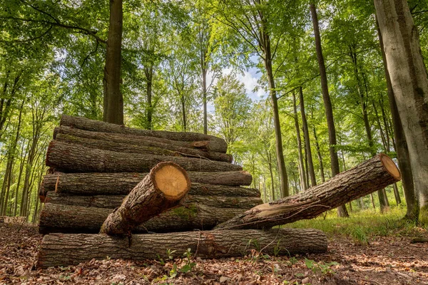 Uma pilha de madeira por uma estrada florestal. Madeira preparada para exportação a partir de — Fotografia de Stock