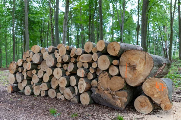 Ein Holzstapel an einem Waldweg. Holz für den Export aus t vorbereitet — Stockfoto