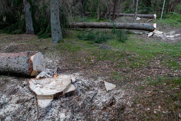 Deforestation in Central Europe. Cut down spruce tree in the for — Stock Photo, Image