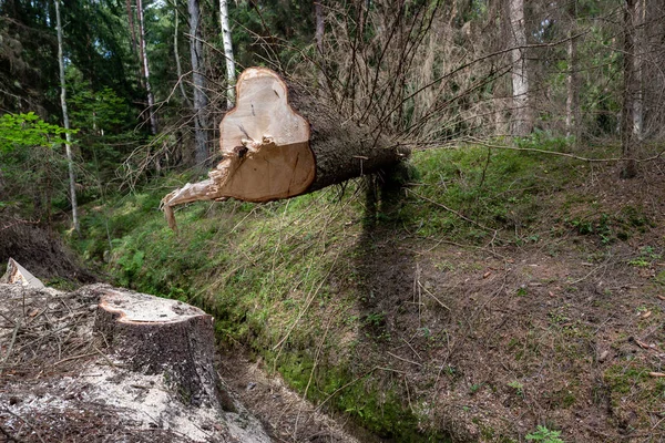 中欧的森林砍伐。在 — 图库照片
