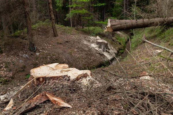中央ヨーロッパの森林破壊のスプルースの木を切り倒す — ストック写真