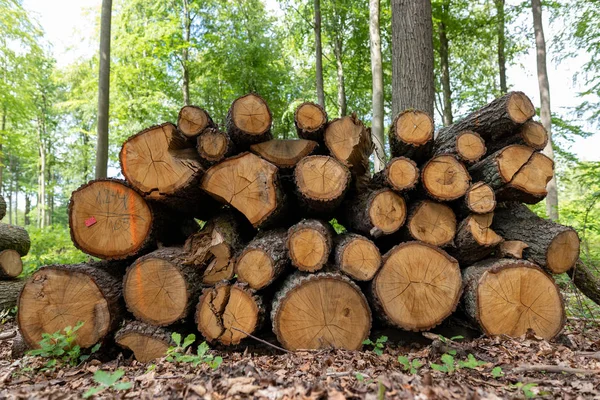 Hromada dřeva u lesní cesty. Dřevo připravené k vývozu z t — Stock fotografie