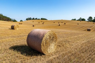 Saman yuvarlak sheaves içine bastırdı. Balyalarda biçtikten sonra saman