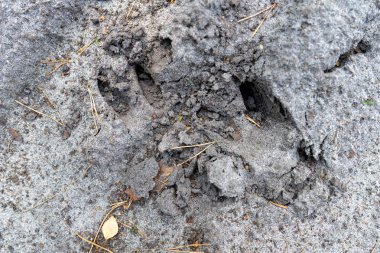 Kumlu bir orman yolunda ki yaban domuzu izleri. Vahşi oyun i parça