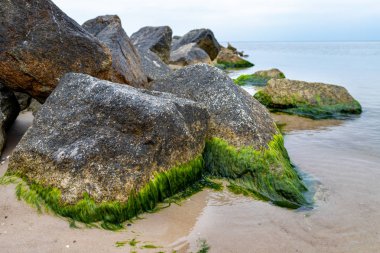 Deniz suyu kaplı taşlar. Orta Avrupa'da Baltık Denizi'nde plaj. Yaz sezonu.