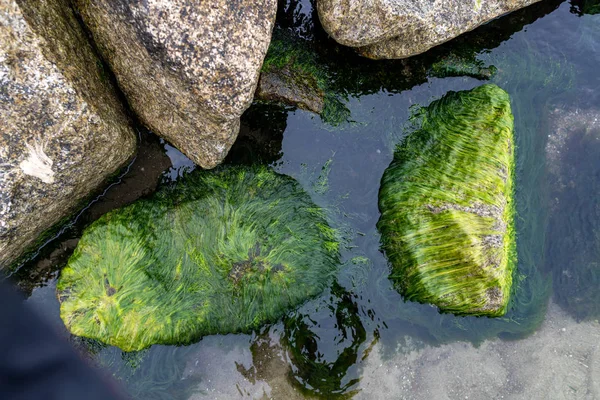 Морські Водорості Покриті Камінням Морської Води Пляж Балтійському Морі Центральній — стокове фото