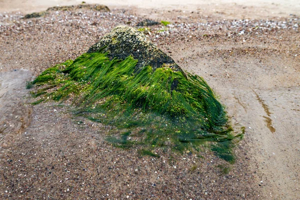 Algas Marinhas Coberto Pedras Água Mar Praia Mar Báltico Europa — Fotografia de Stock