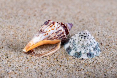 Sahilde deniz kumu üzerinde boş kabukları. Deniz sn renkli kabukları