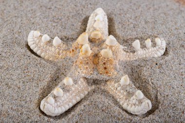 Sahilde deniz kumu üzerinde boş kabukları. Deniz sn renkli kabukları