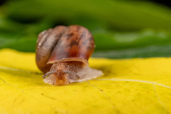 Little snail on a green leaf. A mollusk with a small house on th — Stock Photo, Image