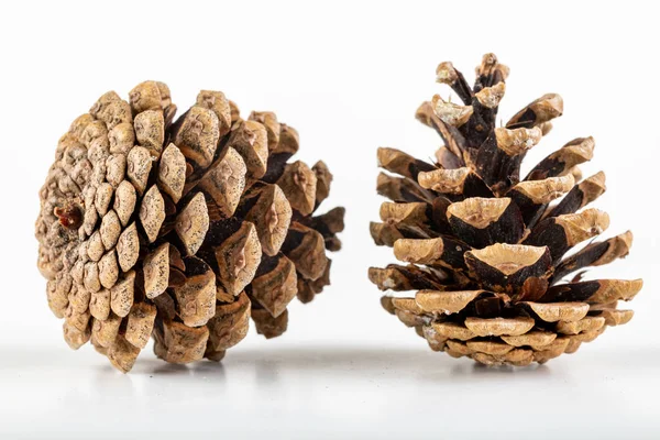 Beyaz bir masada kuru çam kozalağı. Çam ağacı meyvesi.