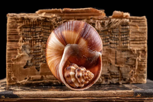大きな貝殻に配置された小さなカタツムリの殻。モルスクシェルオン — ストック写真