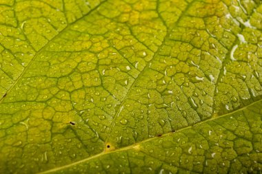 Yeşil bir yaprağın üzerine yağmur damlaları. Isleski ağaç yaprakları.