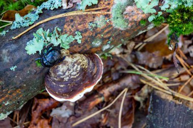 Eski bir ahşap kütük üzerinde büyüyen braket mantar. 