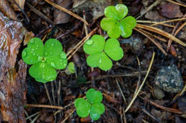 Ormanda yetişen ıslak yonca.