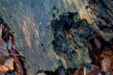 Ormanda eski koyu ıslak kütük.