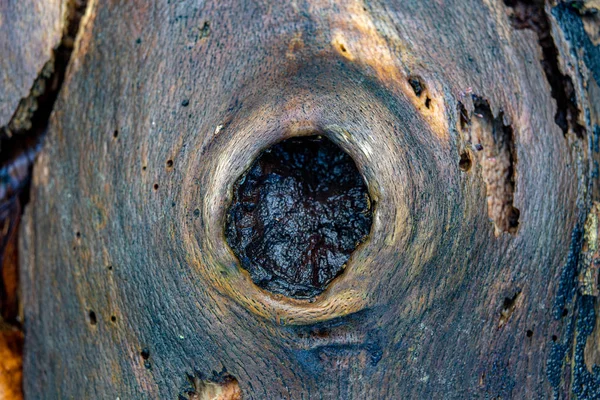 Alter dunkler nasser Baumstumpf im Wald. — Stockfoto