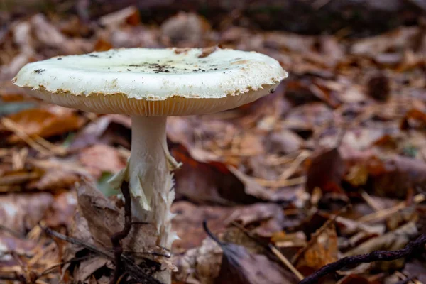 White poisonous mushroom in the forest.
